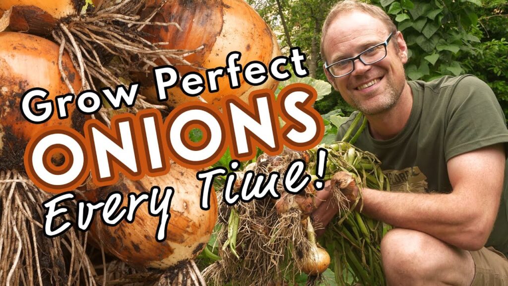 Grow Perfect Onions - Every Time