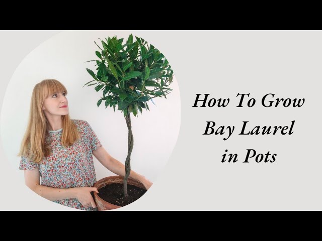How To Grow Bay Laurel in Pots