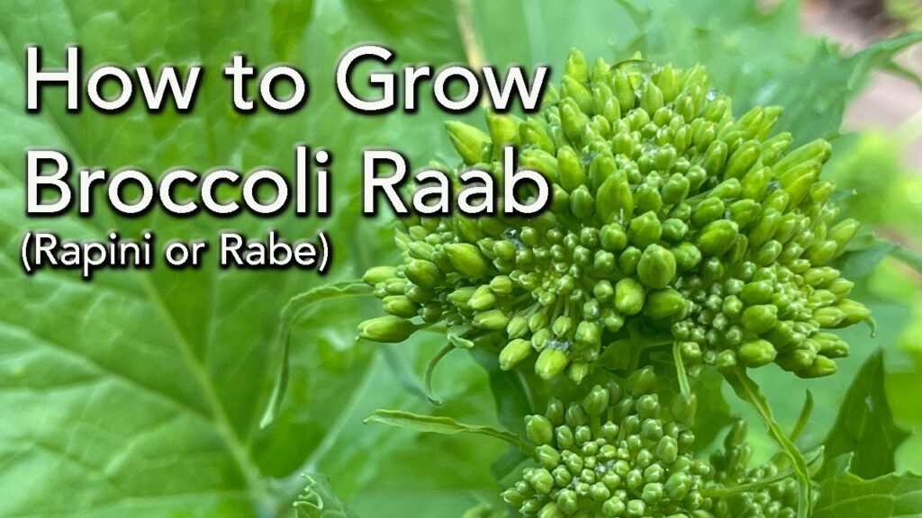 How to Broccoli Raab from seed