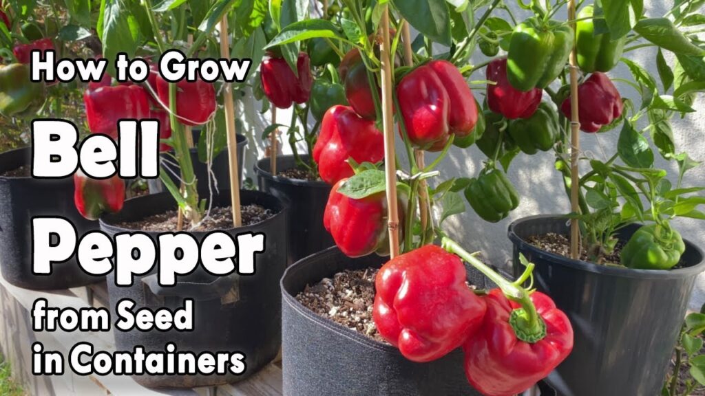 How to Easily Grow Bell Peppers from Seed in Containers