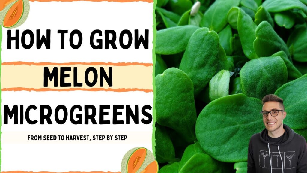 How to Grow Melon Microgreens | Full walk-through with TIPS & TRICKS