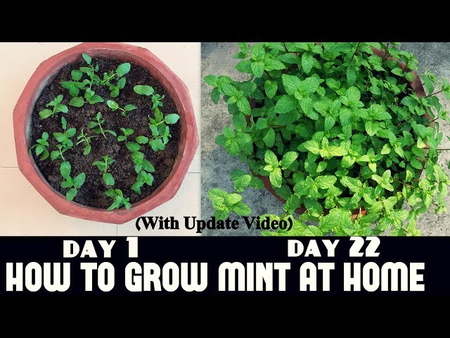 How to Grow Mint at Home Fast n Easy