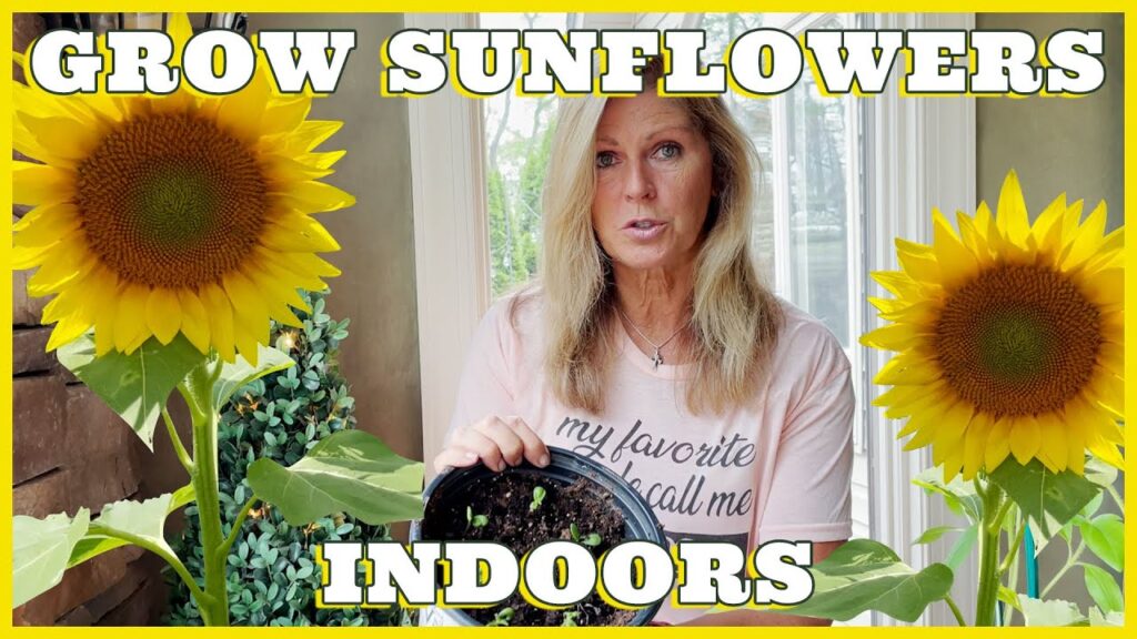 How to Grow Sunflowers From Seed at Home