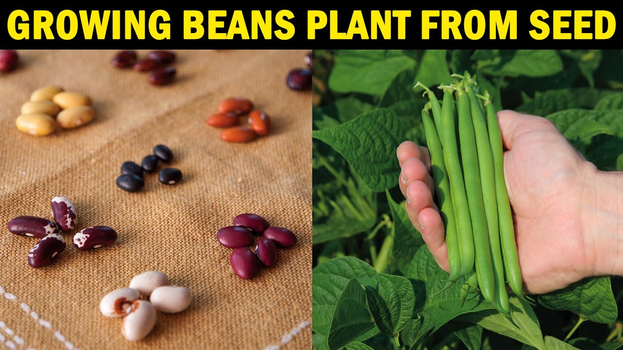 How To Grow Beans From Seed: A Comprehensive Guide To Growing Beans At Home