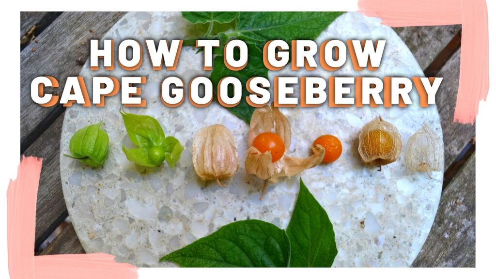 How To Grow Cape Gooseberry
