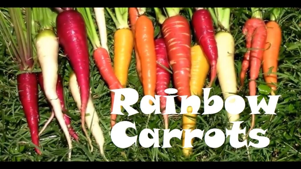 How to grow rainbow carrots from planting to harvest. Purple, red, white