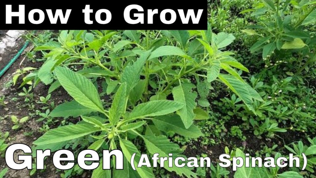 How to grow Green (African Spinach) super easy
