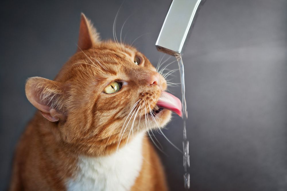 10 Bizarre Reasons Your Cat Prefers Running Water Over Their Bowl