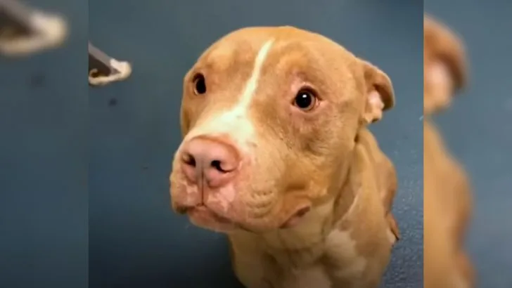 A Sweet Pittie Was Almost Euthanized But Then He Met Someone Special