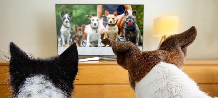 Can Dogs Really Understand TV Shows?