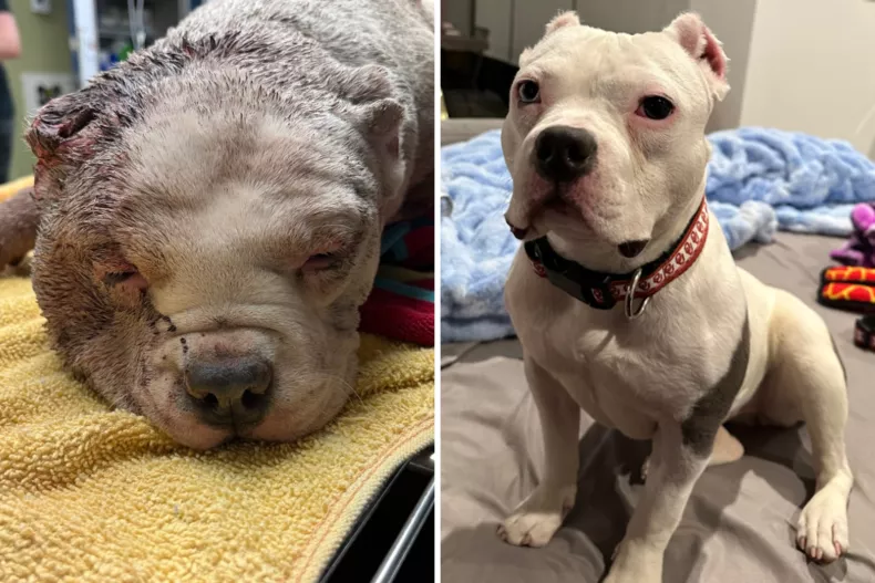 Dog Rescued Covered in Bite Wounds and Unable to Walk Finds Forever Home