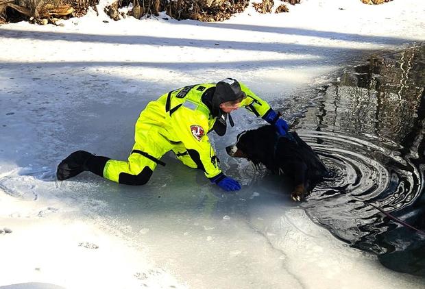 Dog's Skunk Chase Leads to Unbelievable 36-Hour Rescue Mission