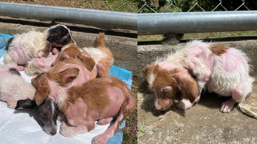 Five Puppies Abandoned At Construction Site Find Hope In The Midst Of Despair