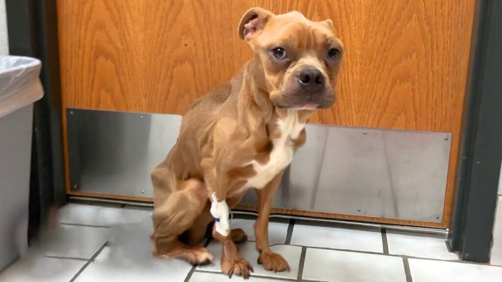 He was found emaciated, locked in a kennel and dumped like trash! Talk like a baby to show happy!