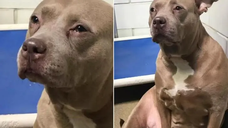 Heartbroken Pitbull Mama Dumped At The Shelter Without Her Babies Couldn’t Stop Crying
