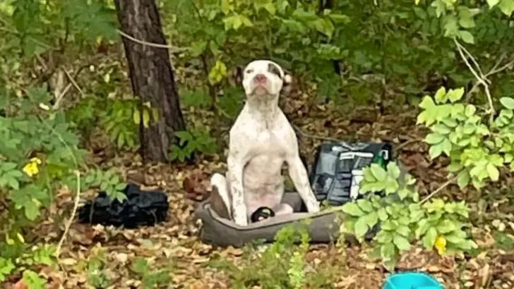 Lonely Puppy Found In Forest Clings To His Last Belongings Until Help Arrives