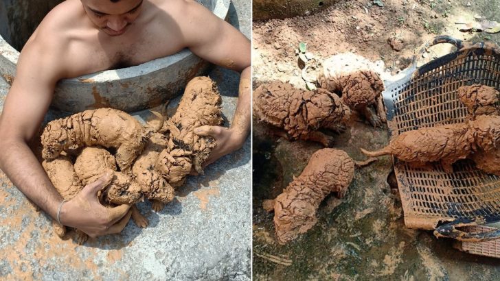Man-Spots-5-‘Mud-Balls-In-A-Well-Only-To-Find-Theyre-The-Fluffiest-Pups-Ever-728x410