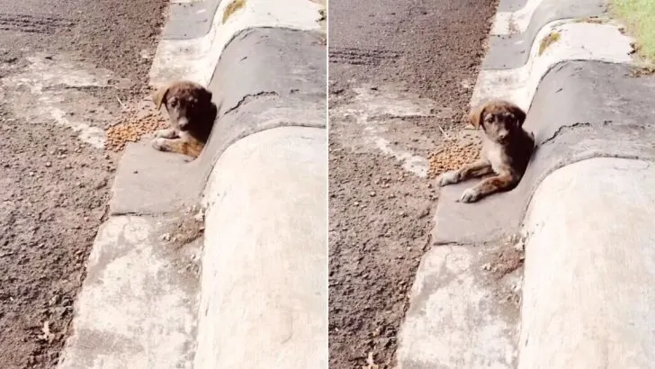 Man Spots An Adorable Face Peeking Through The Drain Pipe And Realizes He Found His Soul Dog