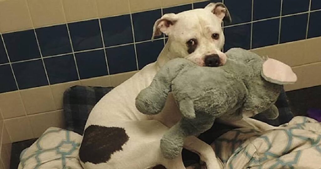 Petrified Pup Clutched Stuffed Elephant For Comfort While ‘Waiting’ To Be Euthanized
