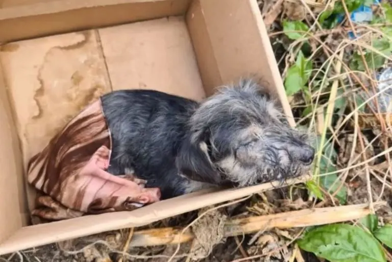 Pup That Was Left In A Box Proves Everyone He’s A Fighter