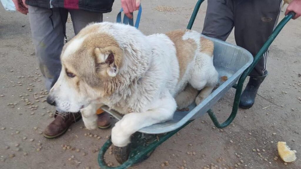Scared Street Dog Who Prefers Wheelbarrows Becomes a True King In Heartwarming Rescue
