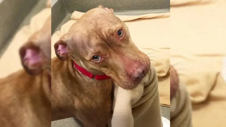Shelter Pittie Keeps Making His Bed To Show He Deserves To Be Adopted