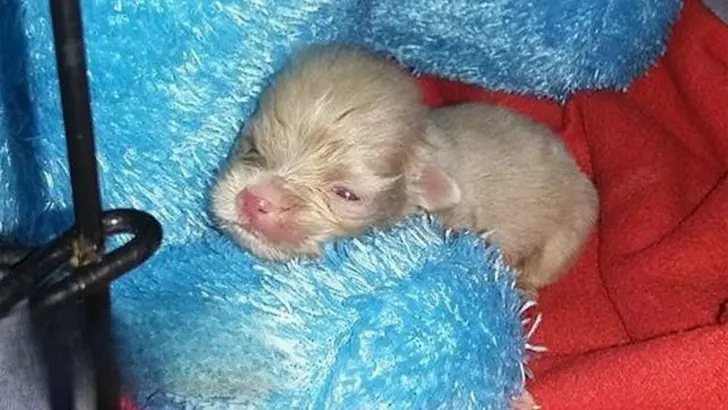 This Newborn Albino Puppy Was Struggling A Lot But Then Had An Amazing Transformation