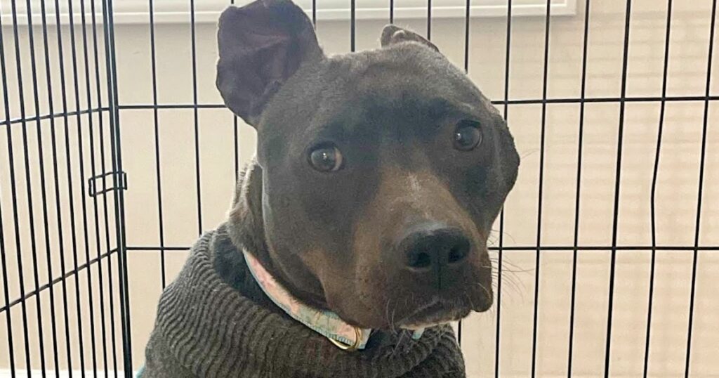 Woman Brings Home Black Pit Bull When No One Else Would