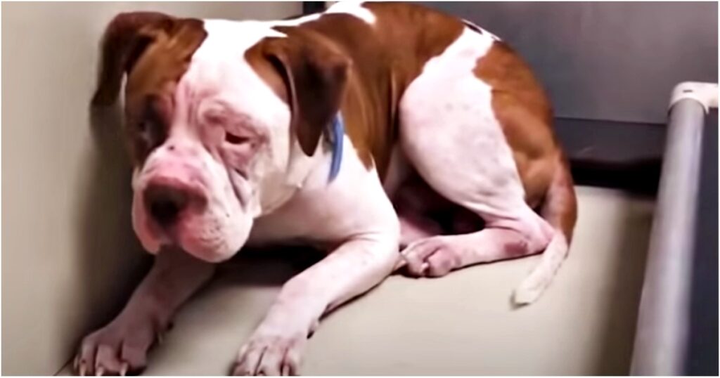 ‘Shaking’ Pit Bull Won’t Leave Shelter Corner, Heard A Voice And Inched Forward