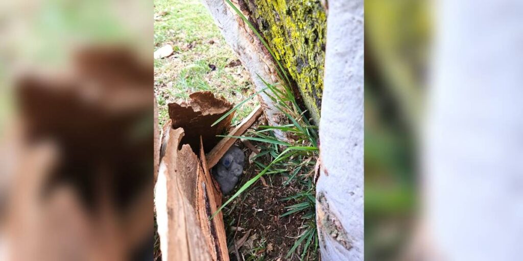 Arborist Finds Surprise in Fallen Tree Trunk - Two Baby Lorikeets Get a Second Chance