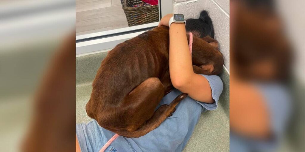 Dog Stranded On Highway Gives Rescuer Biggest Hug After She Saves Him