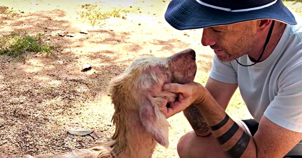 Guy Quits Corporate Job And Drinking To Save Every Street Dog