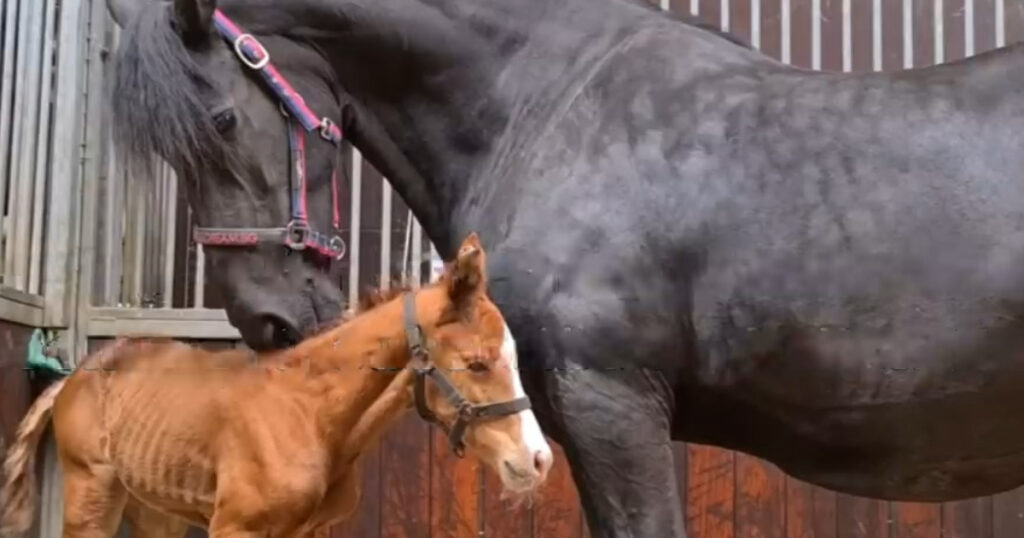 Mama Horse And Adoptive Foal Bond After Loss Brings Them Together
