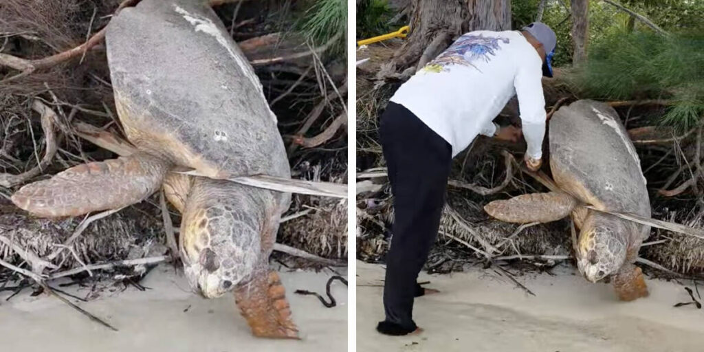 Man Spots 'Dead' Sea Turtle Trapped On Land And Brings Her Back To Life