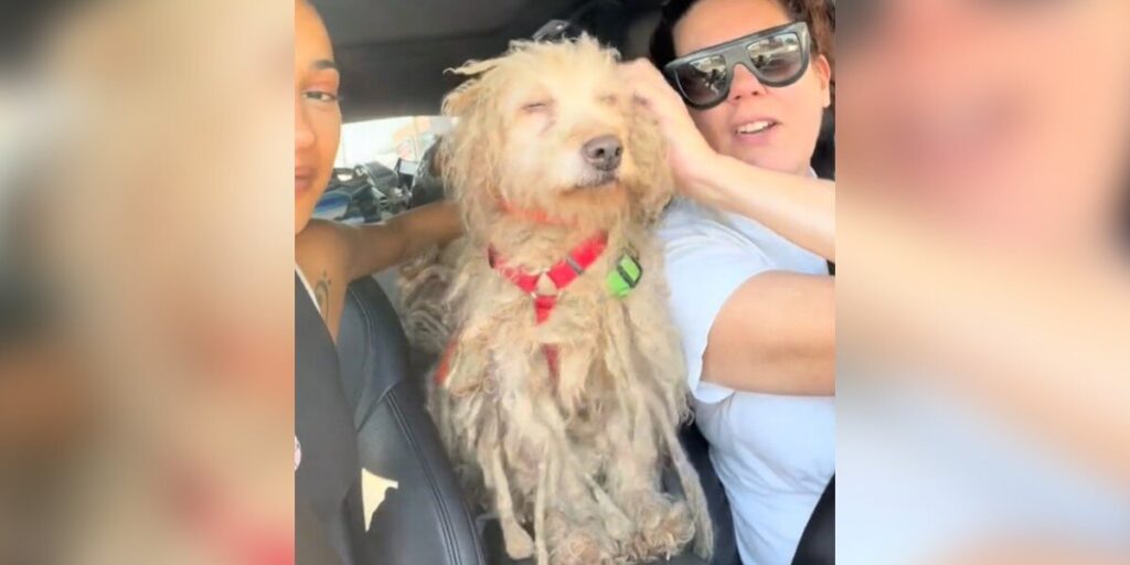 Neglected Dog With Dreadlocks Thanks His Rescuers The Moment He Sees Them