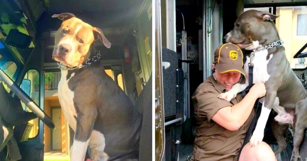 Pit Bull Sobs Like A Baby After Mom’s Death And Begs UPS Driver To Give Him A Home