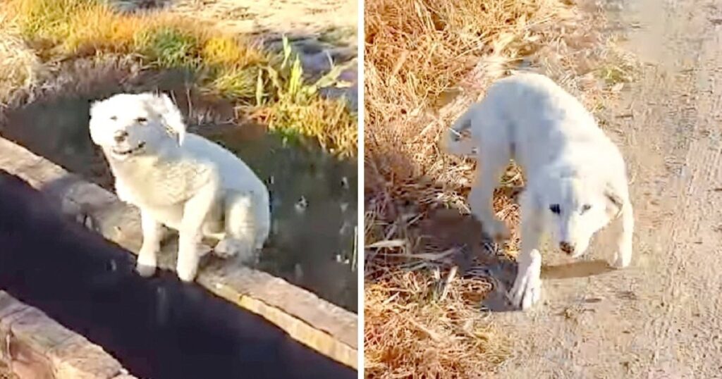 Puppy Dumped By Owner In Middle Of Nowhere, Chases Jogger And Begs To Be Rescued
