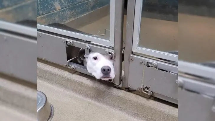 Shy Shelter Dog Watches Friends Leave, Then Finds Her Own Happy Ending