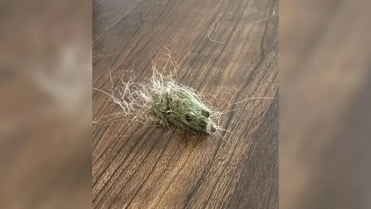 Woman Puzzled When She Sees A Mysterious Ball Of Fur Moving On Her Floor