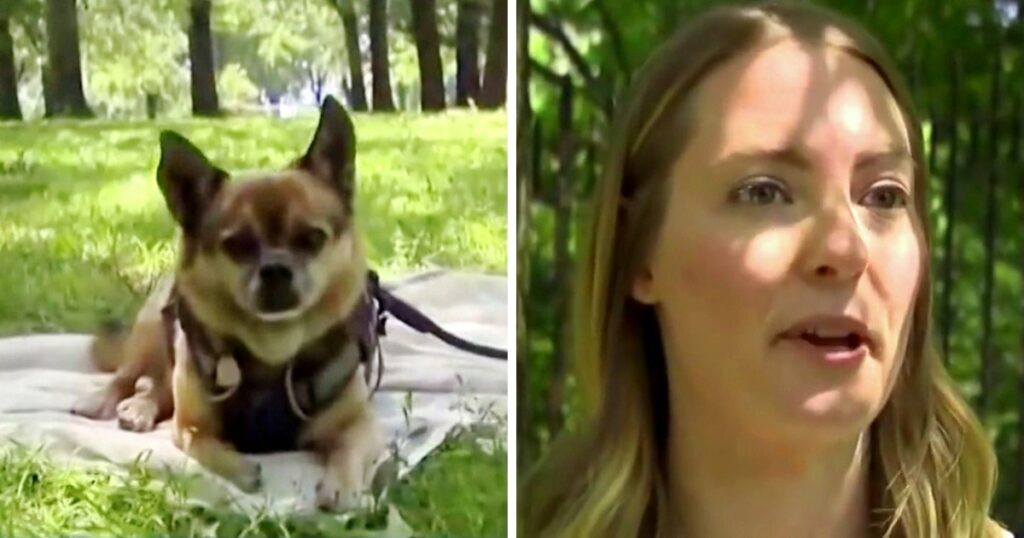 Woman Sees A Couple Walking Her ‘Stolen’ Dog, Walks Up And Snatches Her Dog Back