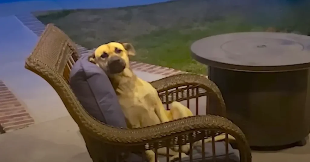 Woman Wakes Up To A New Dog Chilling On Her Back Patio
