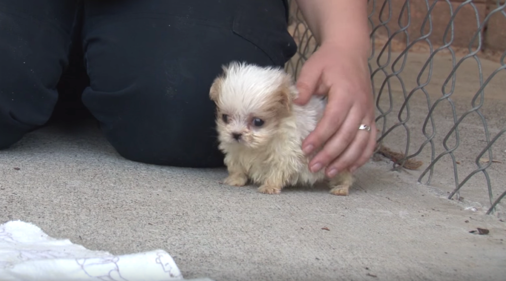 ‘Tiny’ Pup Rescued From Puppy Mill Is Introduced To A New Friend To Start His New Life